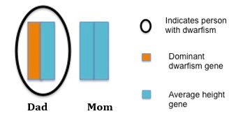 Is dwarfism dominant or recessive?