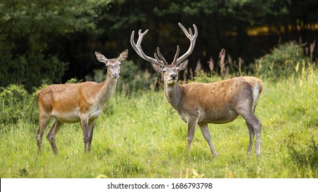 Is it 2 deer or 2 deers?