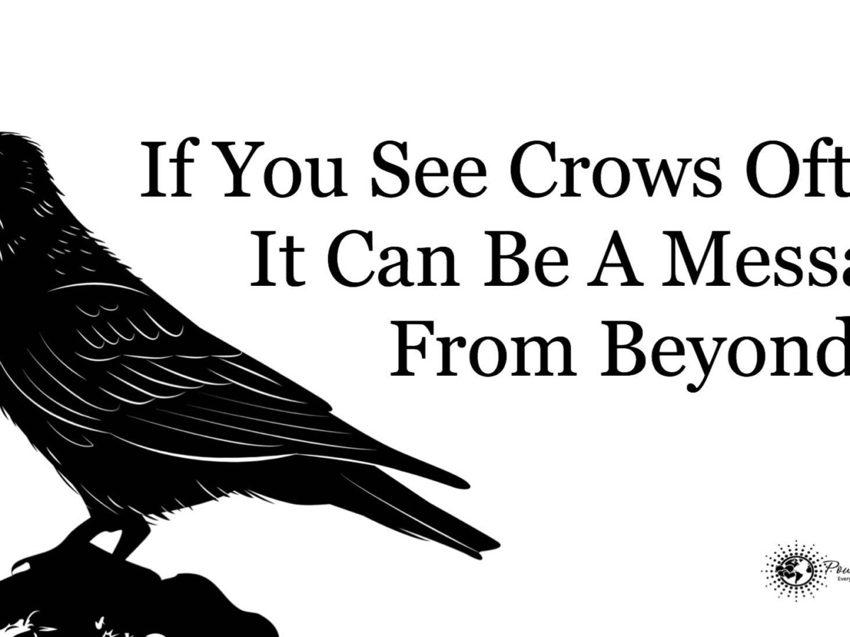 Is it bad luck to look at Crows?