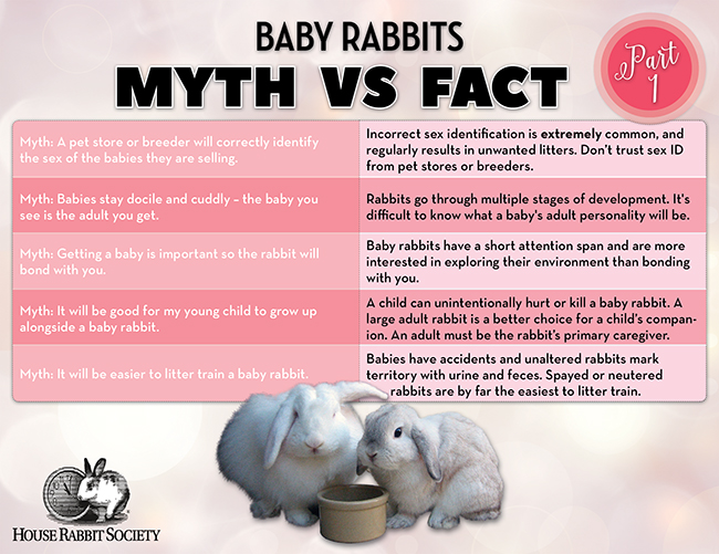 Is it better to get a baby rabbit or an adult?