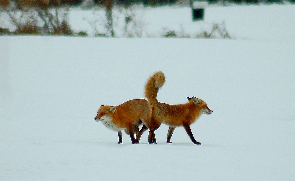 Is it common to see two foxes together?