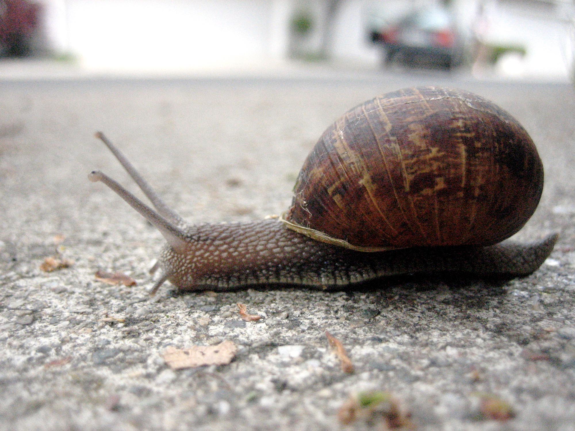 Is it cruel to have a pet snail?