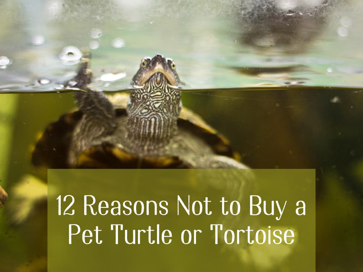 Is it cruel to have a pet turtle?