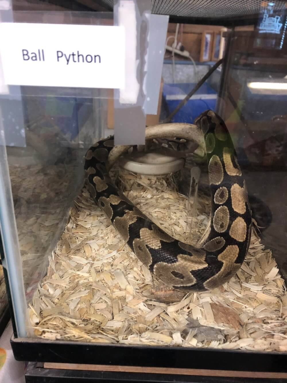 Is it cruel to keep a ball python as a pet?