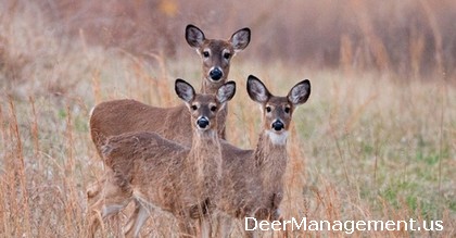 Is it ethical to shoot a deer with a fawn?