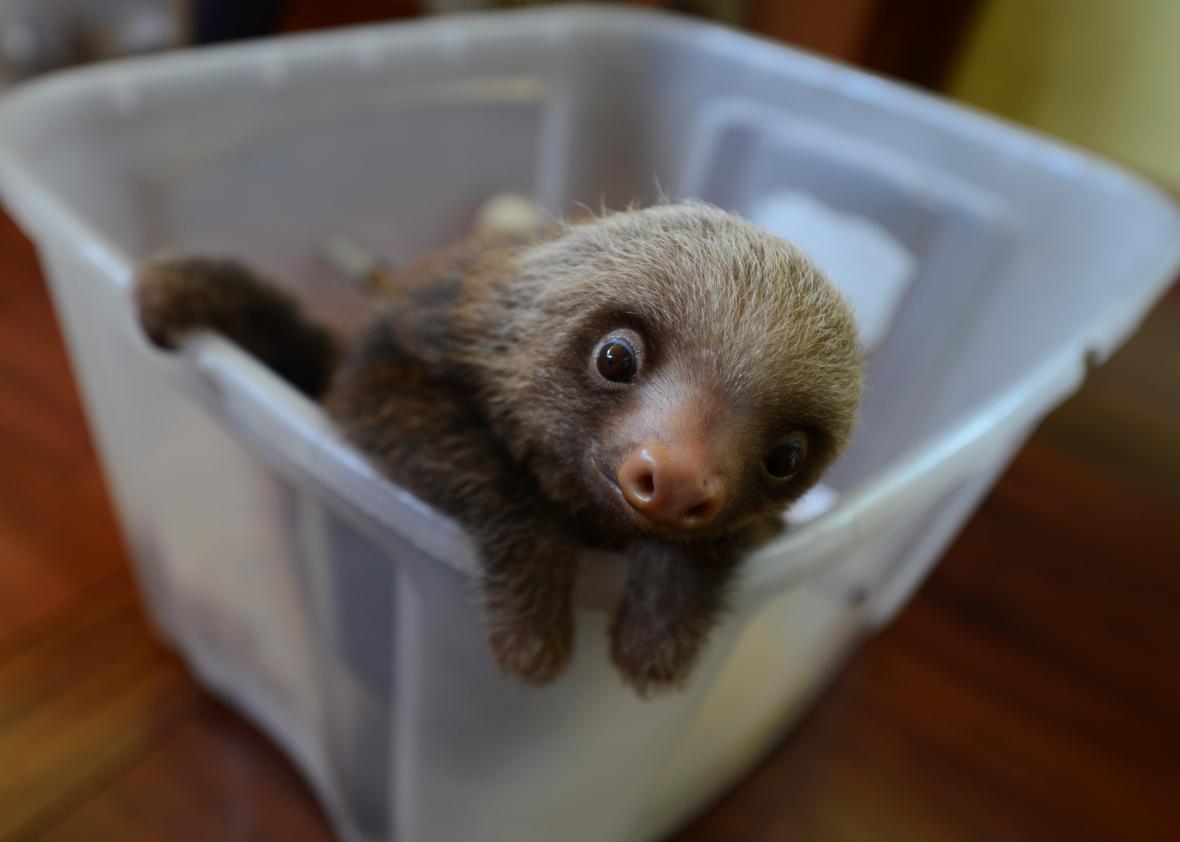 Is it expensive to own a sloth?