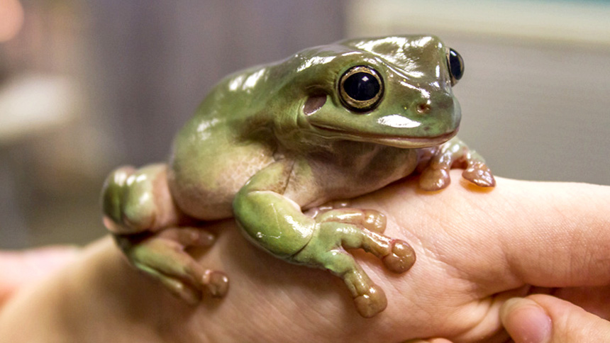 Is it good to keep frogs as pets?