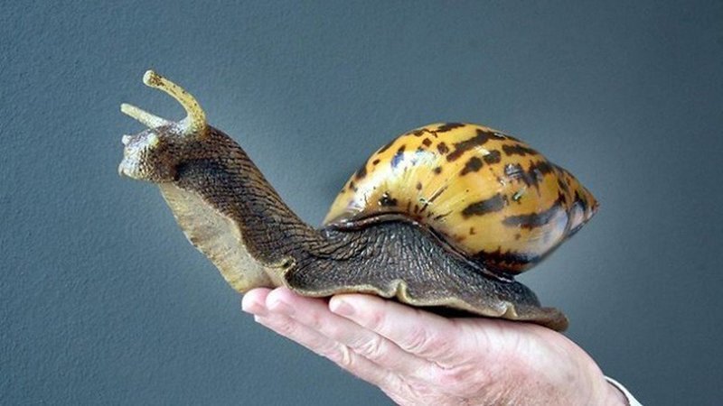 Is it illegal to own snails in the US?