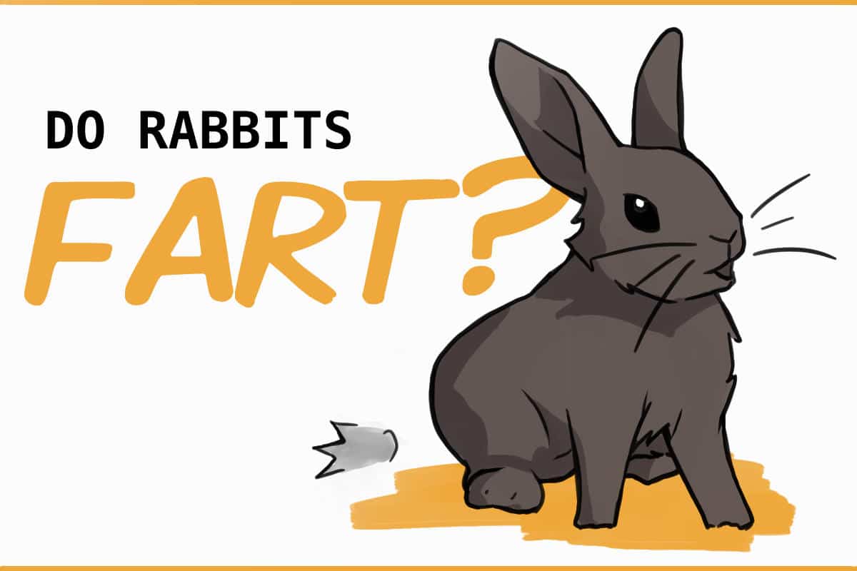 Is it normal for a rabbit to not fart much?