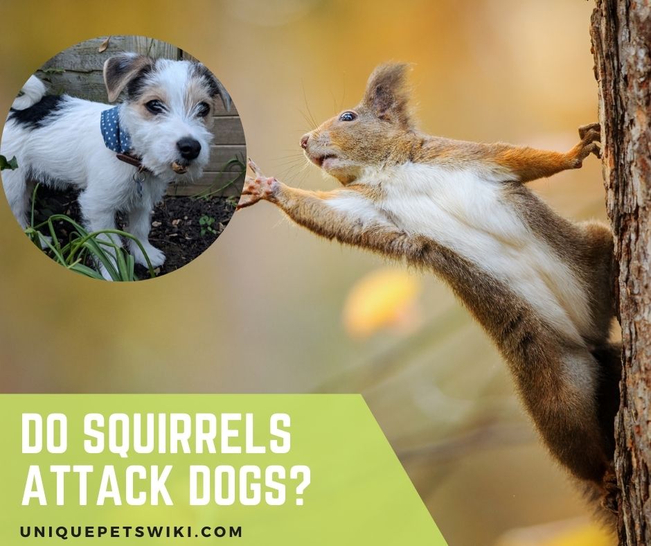 Is it normal for dogs to attack squirrels?