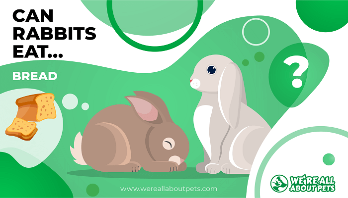 Is it OK for rabbits to eat bread?