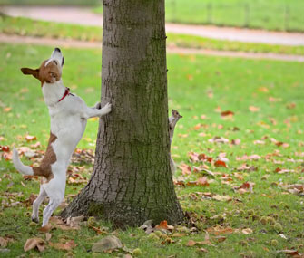 Is it OK to let my dog chase squirrels?