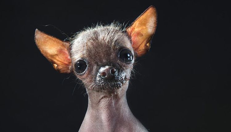 Is it possible for a dog to become hairless?