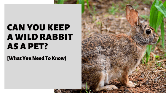 Is it possible to keep a wild rabbit as a pet?