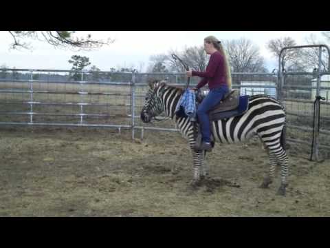 Is it possible to ride a zebra?