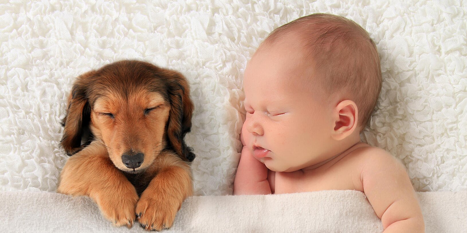 Is it safe to have a dog around a newborn?