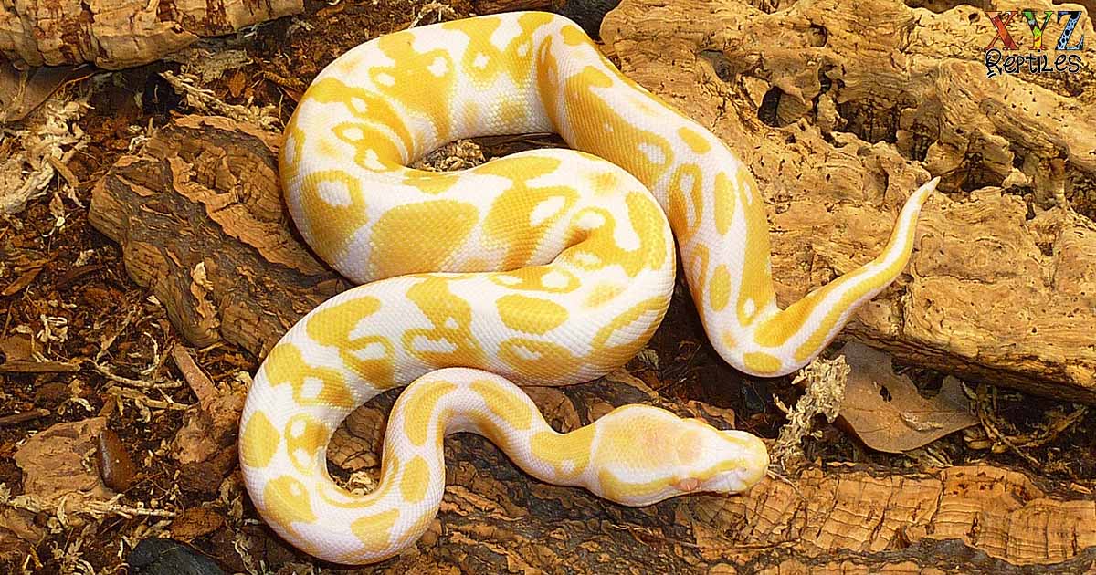 Is it safe to have a python as a pet?