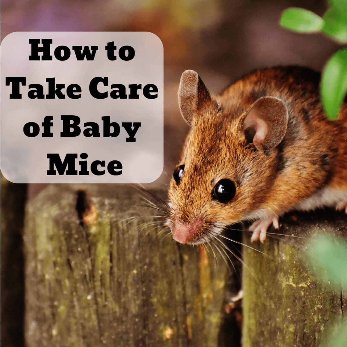 Is it safe to keep a baby mouse in captivity?