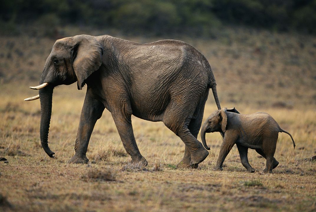 Is it true elephants Can't Jump?