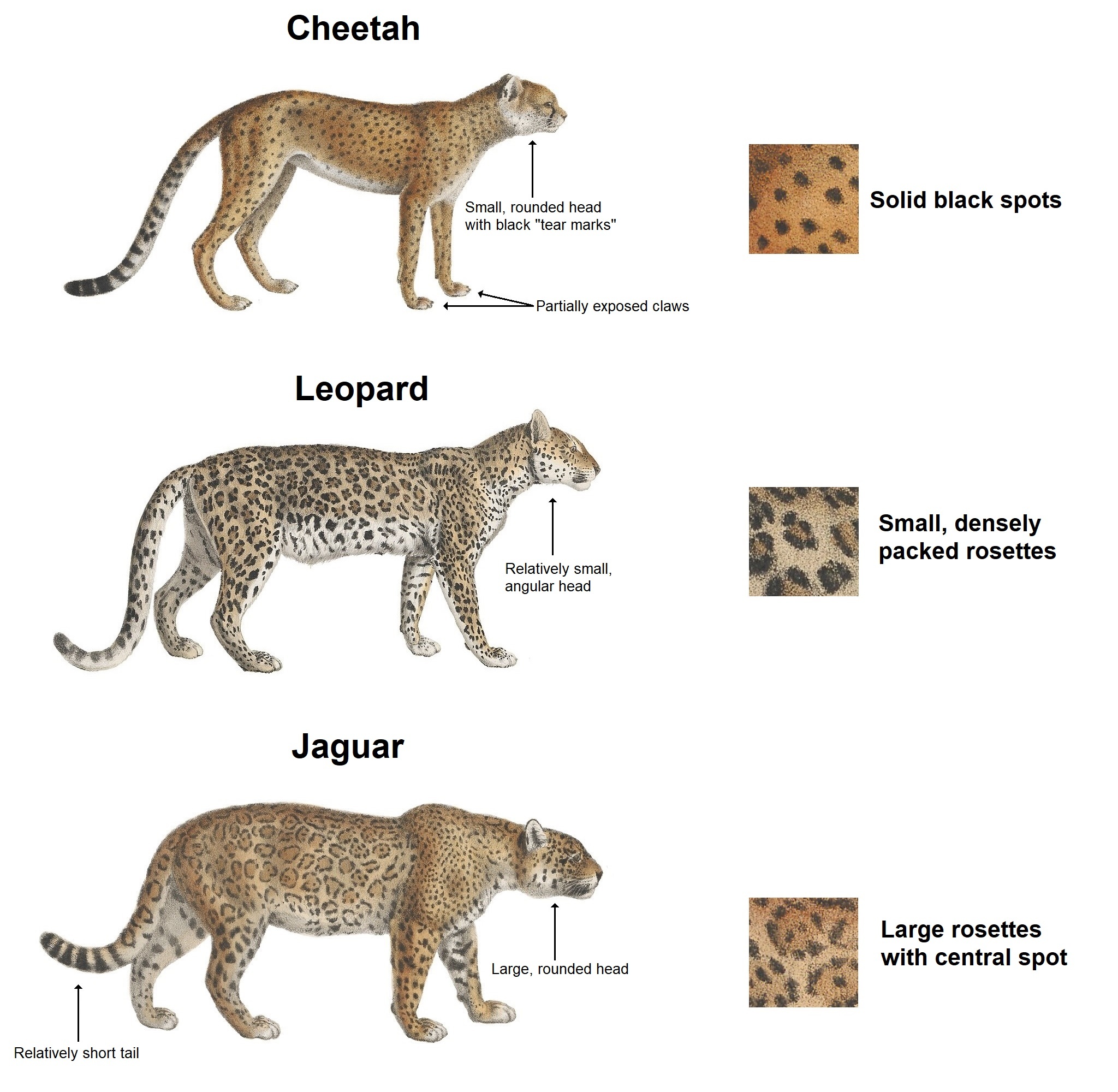 Is Jaguar faster than cheetah?