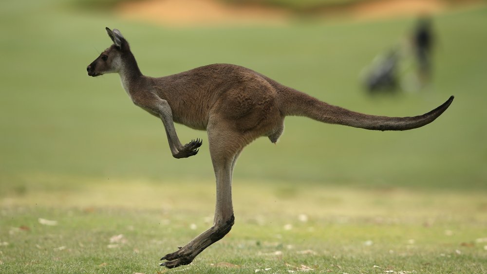 Is Kangaroo faster than human?