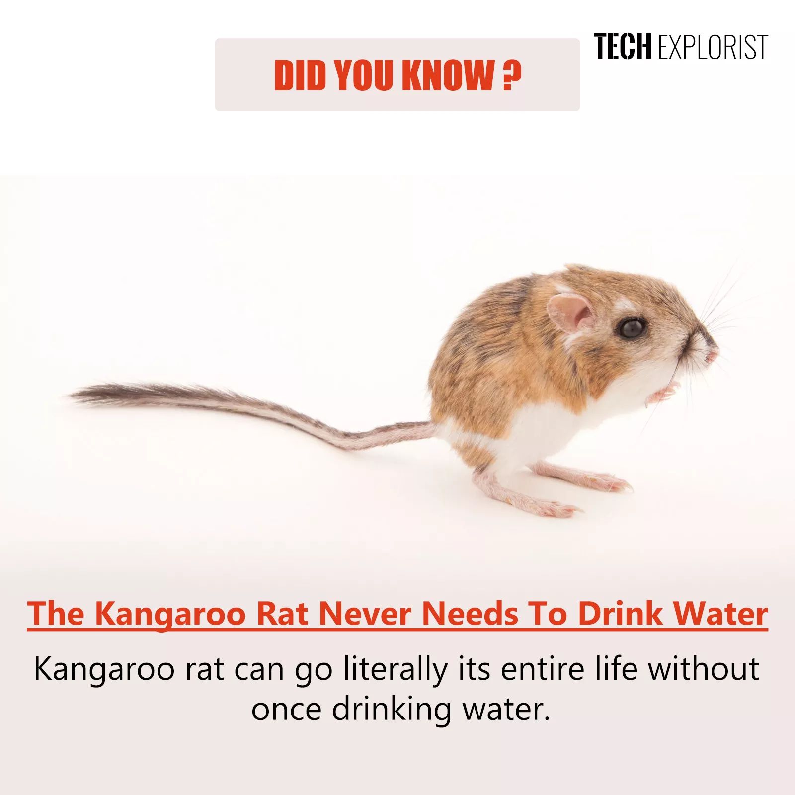 Is kangaroo rat never drink water?
