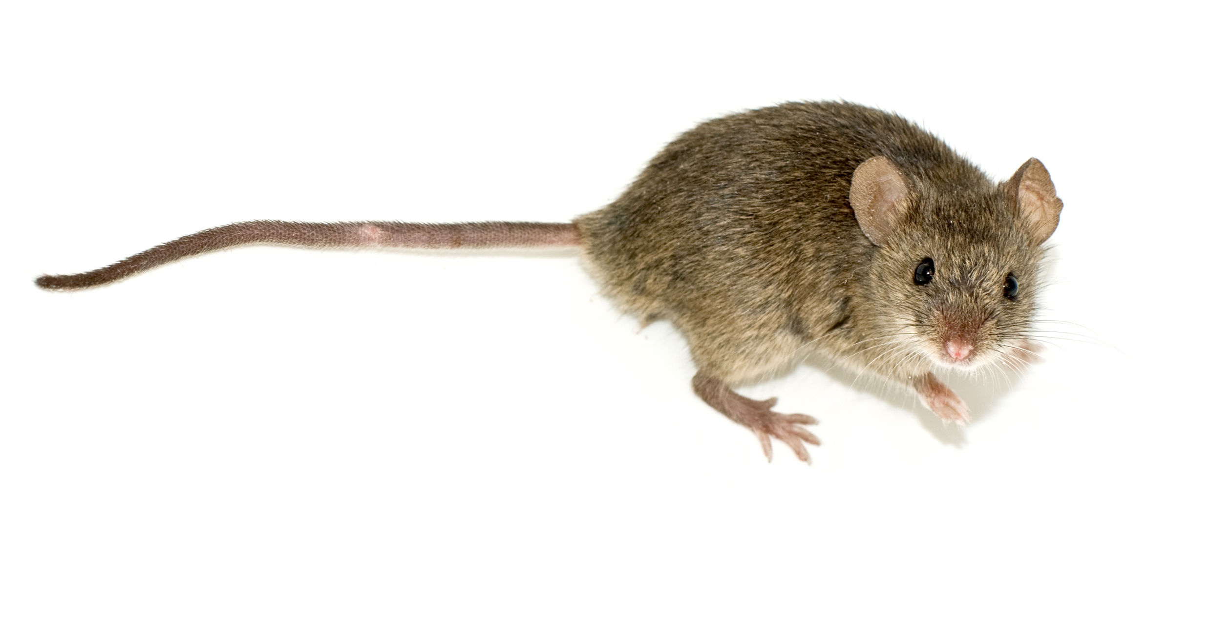 Is mouse an animal or insect?