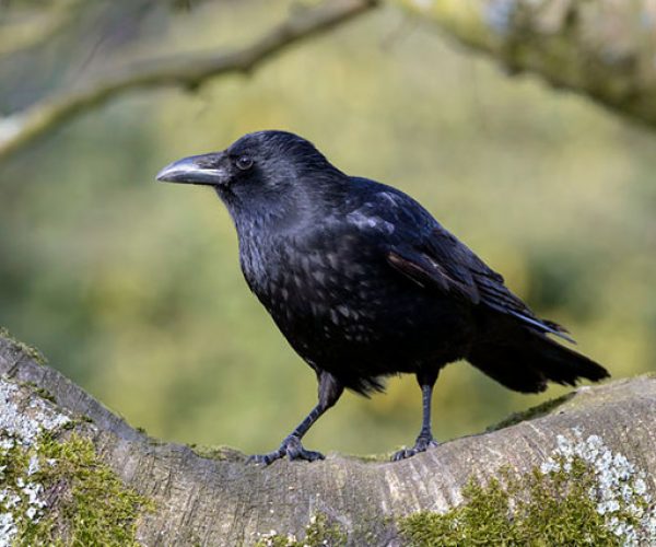 Is murder of Crows a collective noun?