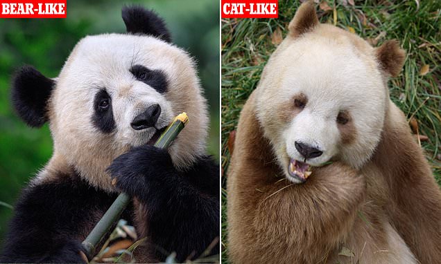 Is panda a bear or a cat?