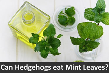 Is Peppermint bad for hedgehogs?