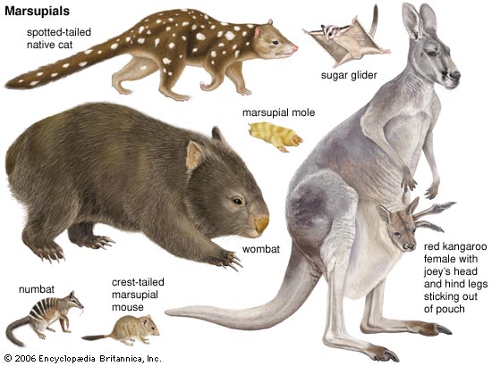 Is rabbit a marsupial?