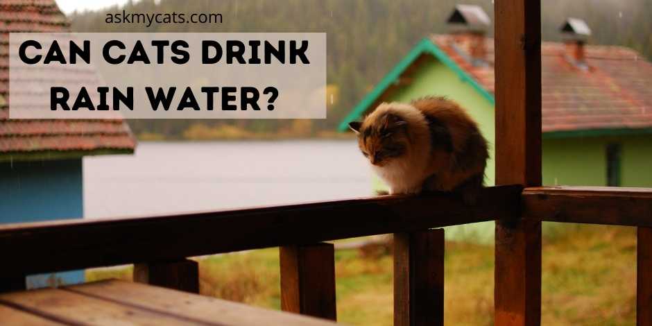 Is rainwater safe for cats to drink?
