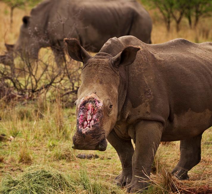 Is rhino horn illegal in China?