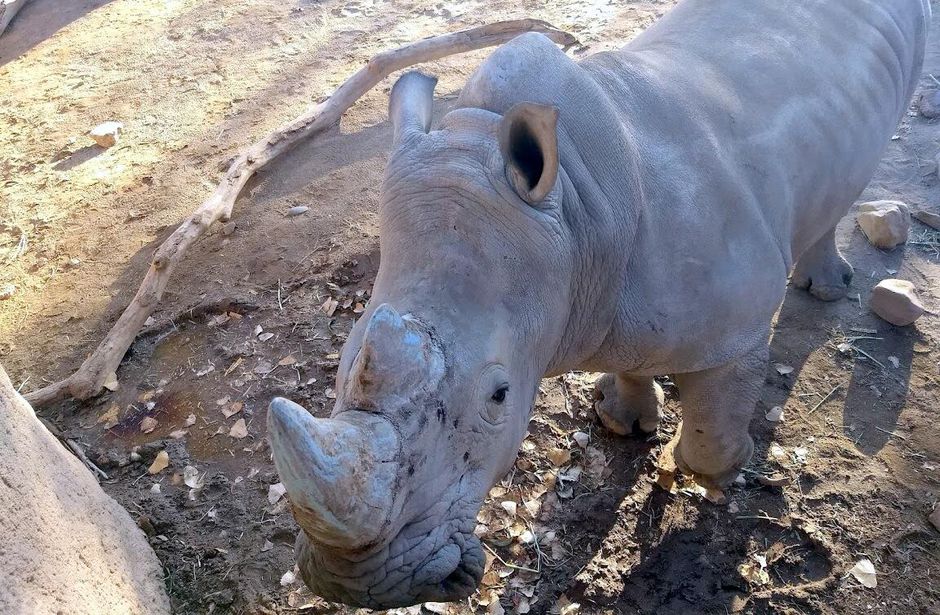 Is rhino horn made out of hair?