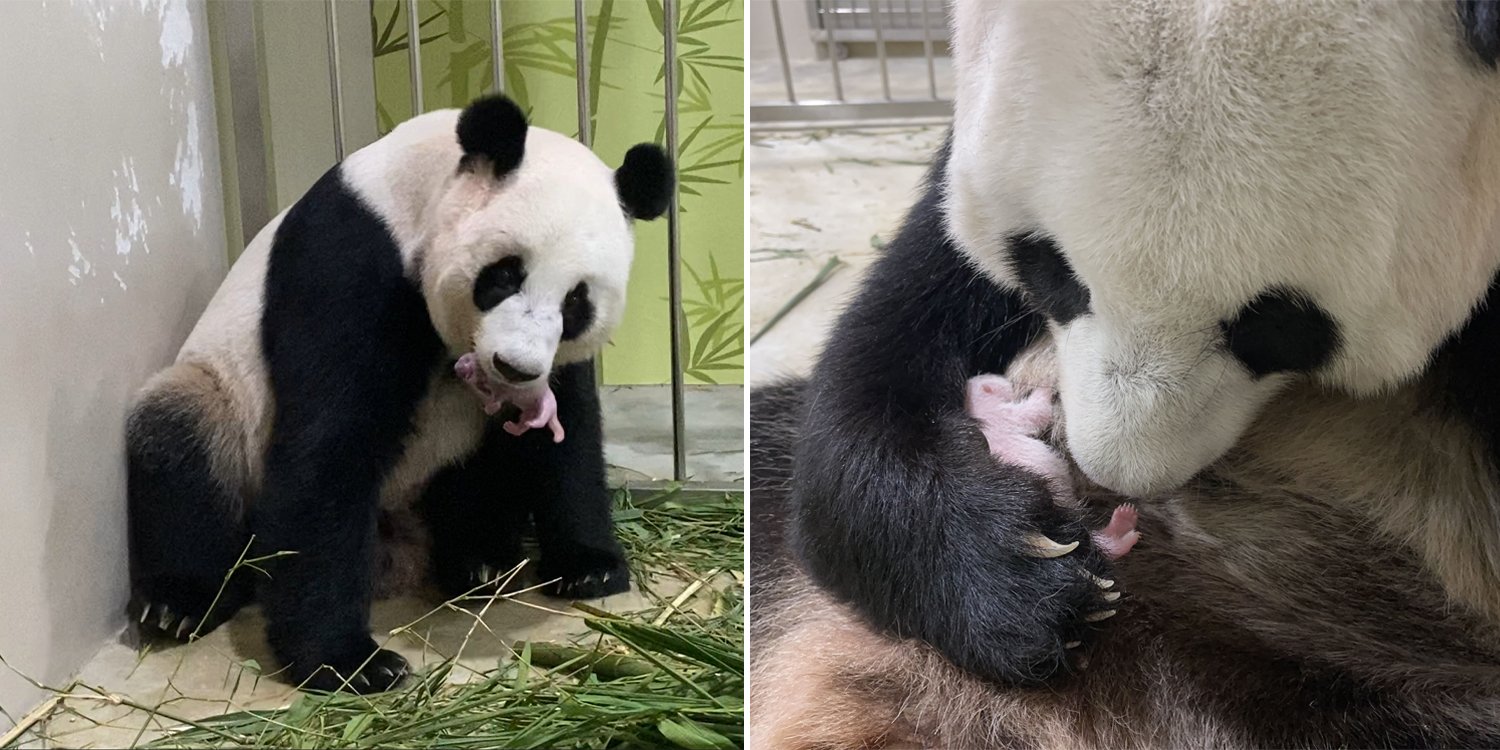 Is Singapore's giant panda Jia Jia struggling with motherhood?