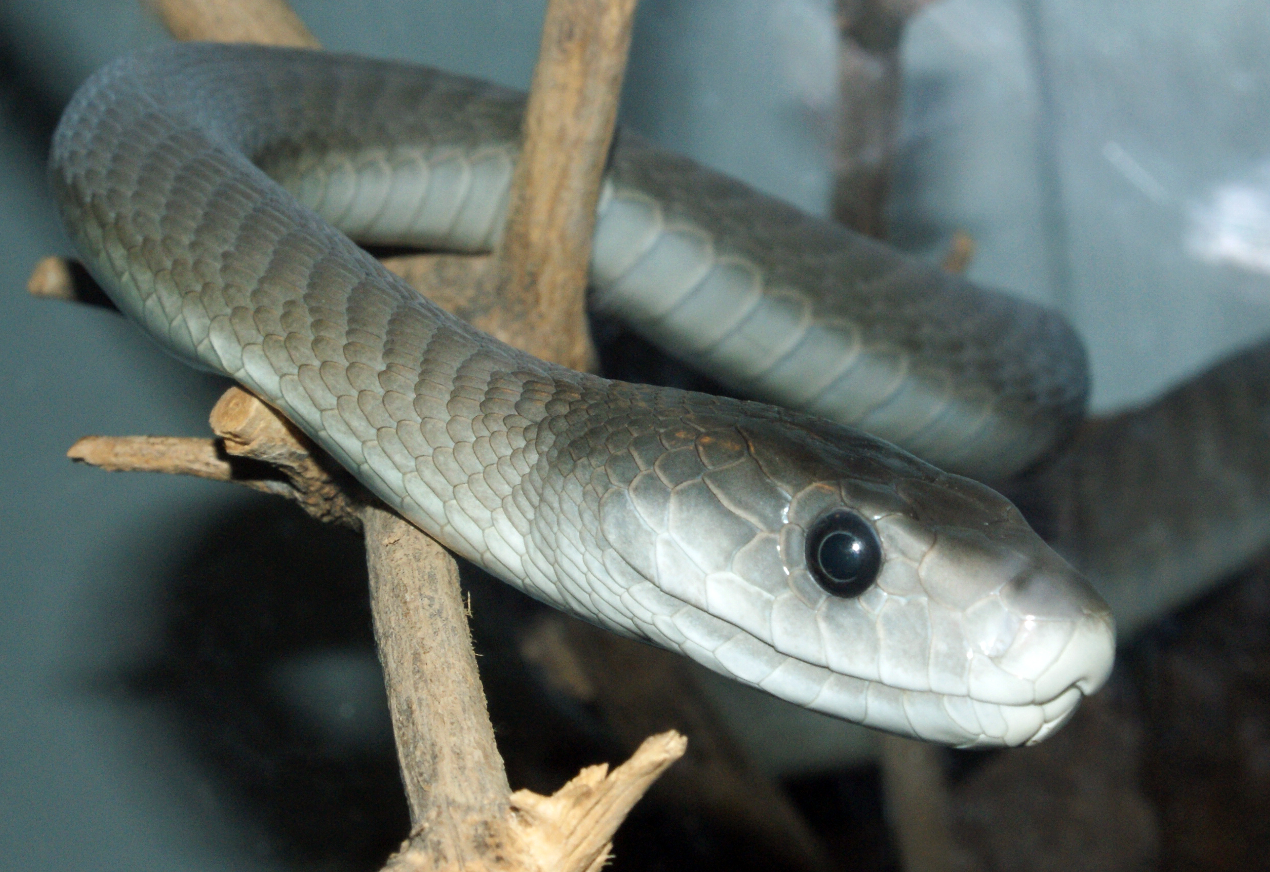 Is the Black Mamba the most poisonous snake in the world?