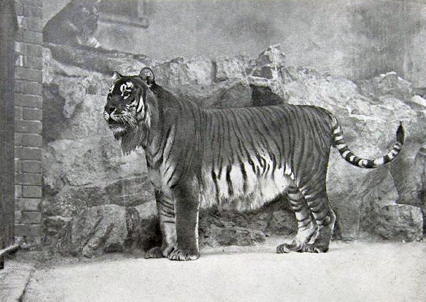 Is the Caspian tiger bigger than the Siberian tiger?