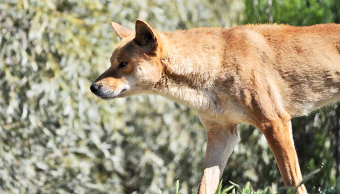 Is the dingo related to the basenji?