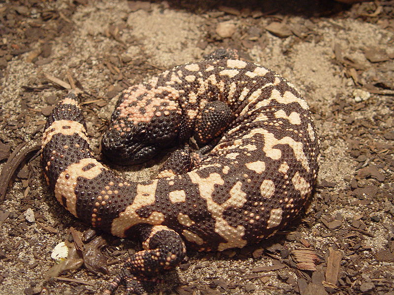 Is the Gila monster the only venomous lizard in America?