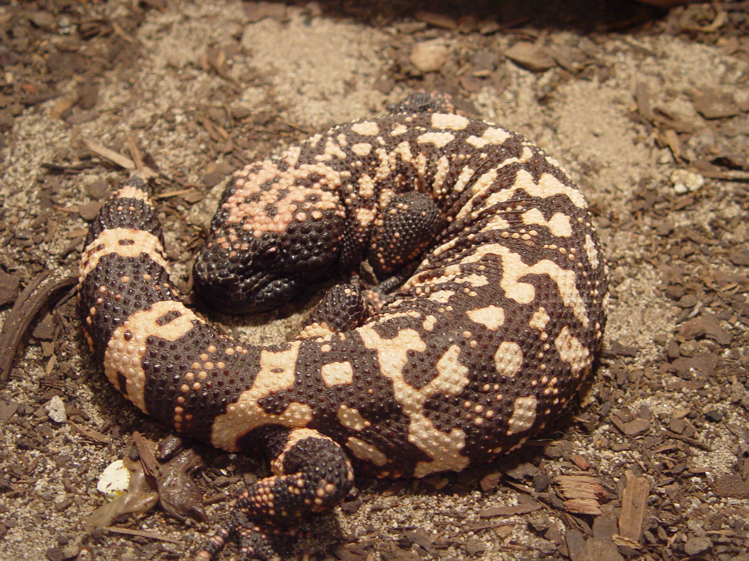 Is the Gila monster the only venomous?