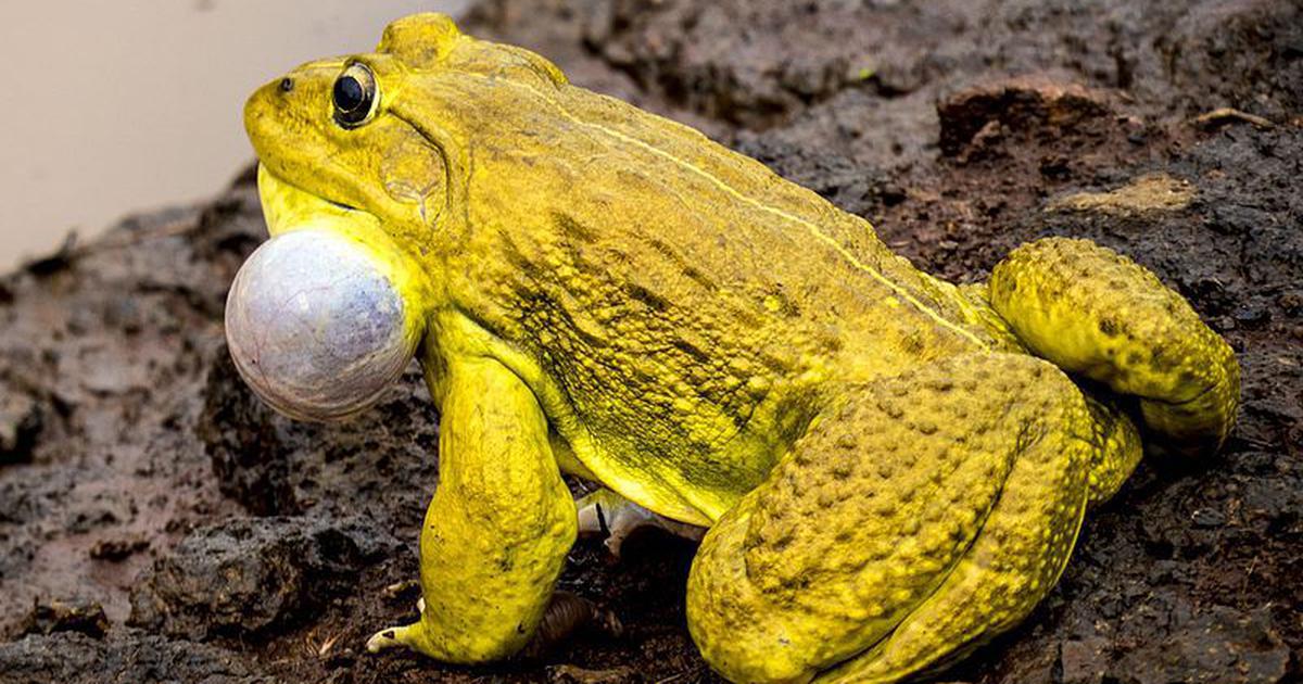Is the Indian bullfrog a carnivore?