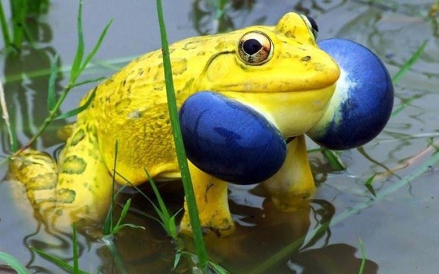 Is the Indian bullfrog sexually dimorphic?
