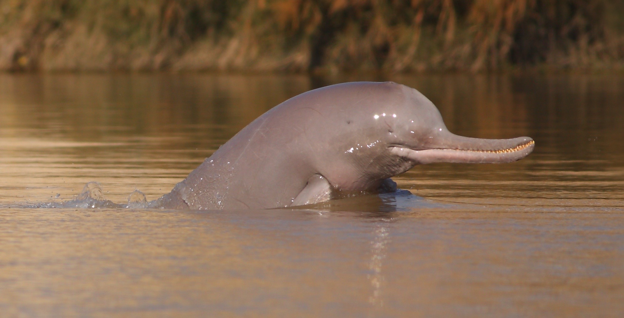 Is the Indus river dolphin an endangered species?