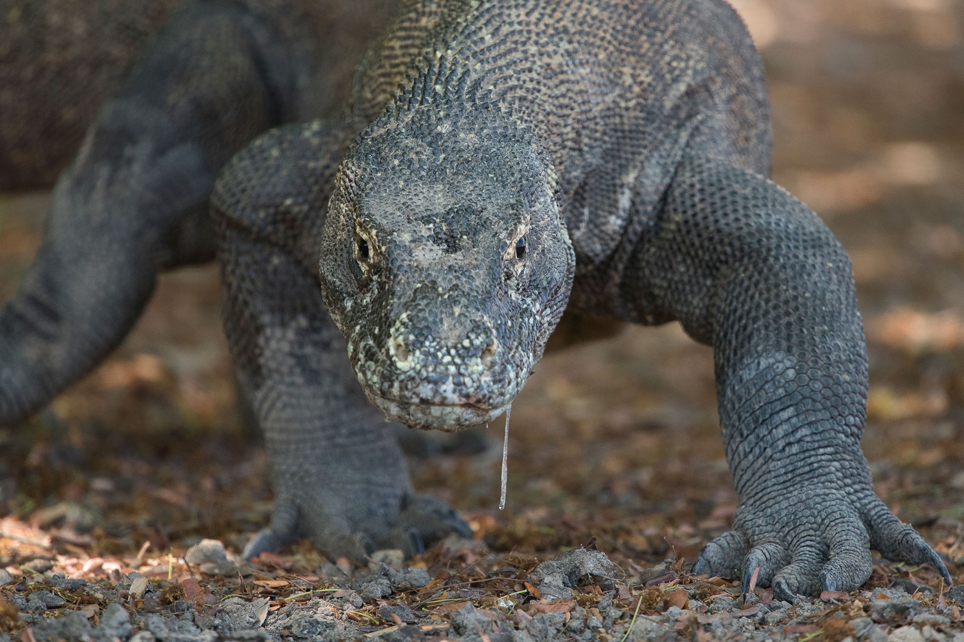 Is the Komodo dragon really venomous?