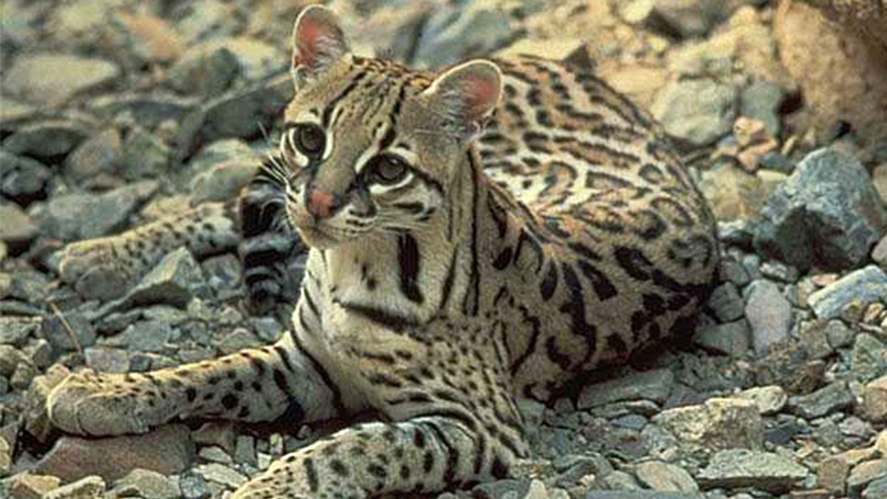 Is the ocelot rare?