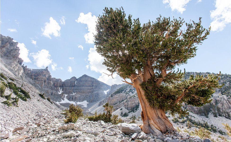 Is the oldest living thing on earth dying?