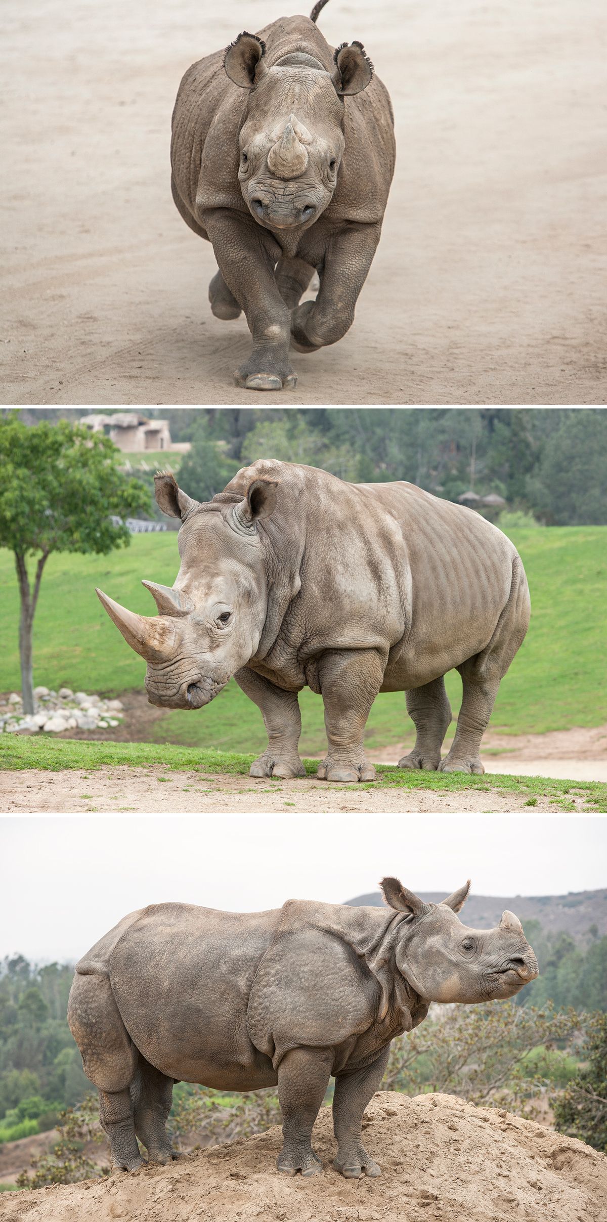 Is the rhino the second largest land mammal?