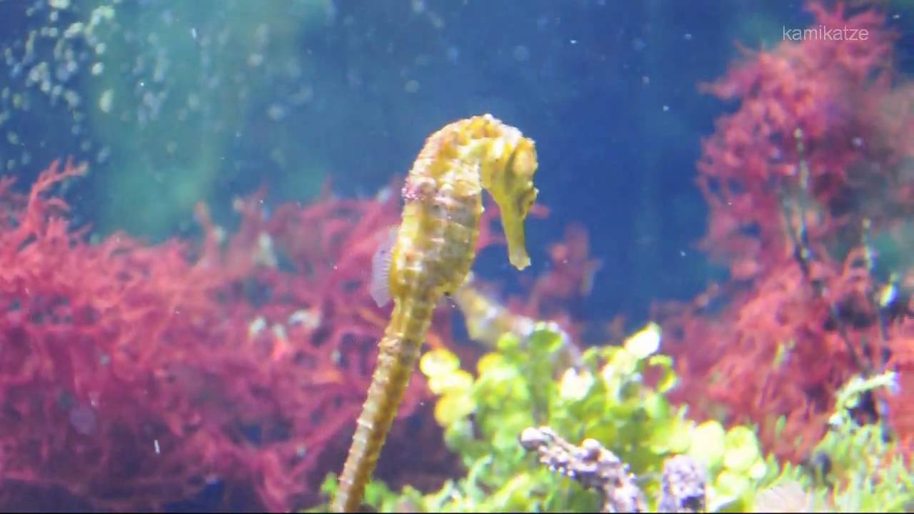 Is the Seahorse a good swimmer?
