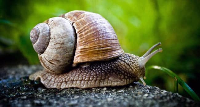 Is the snail the slowest animal?
