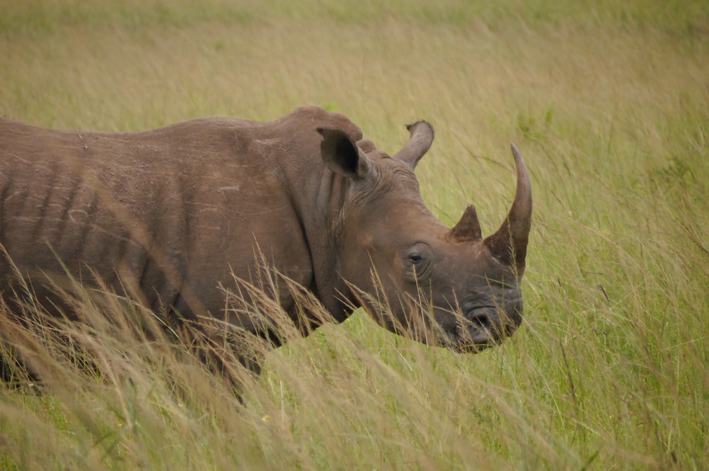 Is the value of rhino horn out of the bottle?